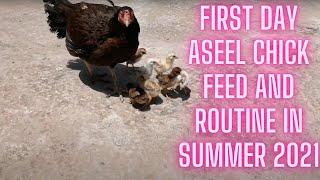 First day Aseel chick feed and routine in summer 2021 l Aseel chicks care information l