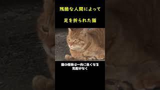 翼が残酷にも折られた天使の子猫！！