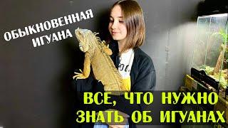 Содержание Зеленой игуаны