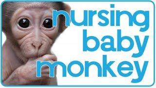 Baby Monkey Wants to Nurse  ADORABLE