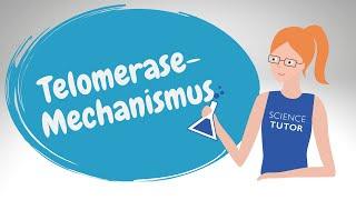 Telomere - Mechanismus der Telomerase