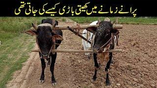 Traditional Way Of Agriculture With Bull Old Culture In Punjab Pakistan