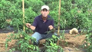 How to Grow Tomatoes Staking