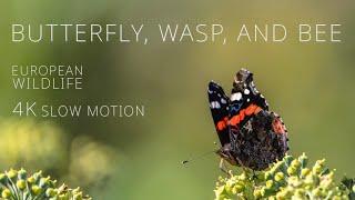 European Wildlife  Butterfly Wasp and Bee  a 1-hour Film in 4K Super Slow Motion