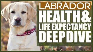 LABRADOR HEALTH AND LIFE EXPECTANCY