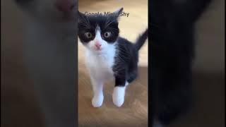 Funny cats #pets #dog #crazycomedy #viral a#dayum #kitten #memes #minecraftshorts #MiztaShy