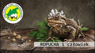 Ropucha i człowiek