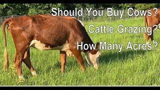 Tips To Raising Cattle RIGHT