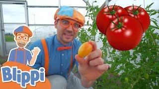 Blippi Visits a Farm  Learn About Healthy Eating For Kids  Educational Videos for Toddlers