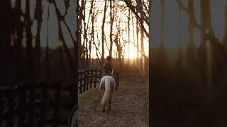 Evening hack on my pony #equestrian #horsebackriding #horseriding #horses #pony #ponies #horse