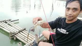 mancing udang galah cokong bikin ambyar