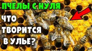 Осмотр улья первый укус  Пчеловодство с нуля