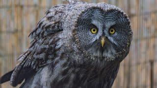 Great Grey Owl  Great Grey Sound Effect  Owl Noises  No Music