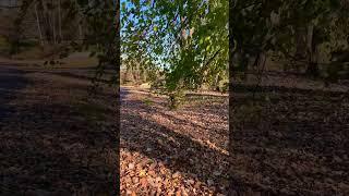 Rushing of Leaves Underfoot ASMR