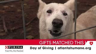 Day of Giving  German Shepard Rescue