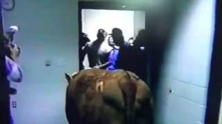 Ken Griffey Jr. Puts Cow In Lou Piniellas Office After Losing Steak Dinner Bet