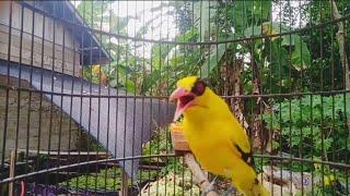 SUARA BURUNG KEPODANG ACEH INI BEDA ASLI ATAU ISIAN?