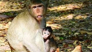 New born baby monkey and beauty mom
