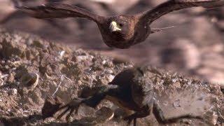 Hawk Hunts Iguanas for Her Young  BBC Earth