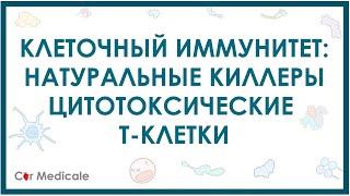 Натуральные киллеры и цитотоксические Т-клетки - клеточный иммунитет