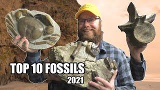 Top 10 fossil finds of 2021 whale skulls dolphin teeth giant crabs plesiosaurs and more