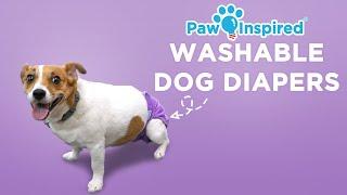 Washable Dog Diapers  Paw Inspired® Reusable Dog Diapers