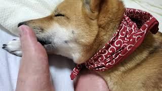 @NoguriTV　Pet dog Noguri today licking feet　 愛犬ノグリ今日の足舐め！　애견 노구리 오늘의 발 핥아　宠物狗Noguri今天舔脚　おなじみシリーズ笑