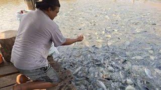 AJAIB BAPAK INI BUDIDAYA IKAN NILA BARU 3BULAN SIZE IKAN NYA SUDAH BESAR-BESAR