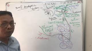 spinothalamic tractAntero-lateral systempain pathwayself analgesic system.opioid recpeptors