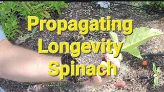 Propagating Longevity Spinach