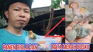 PANEN ANAKAN LOVEBIRD BIOLA DAN MATA MERAH