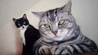 The Most Over DRAMATIC CATS Ever  Funny Cat Videos of 2024 