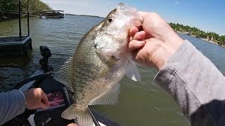 Dock Shooting Tips For Big Crappie