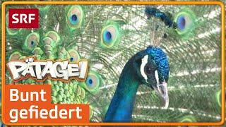 Der Pfau – König des Zoos  Pätagei  SRF Kids – Kindervideos