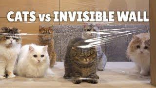 Cats vs Invisible Wall  Kittisaurus