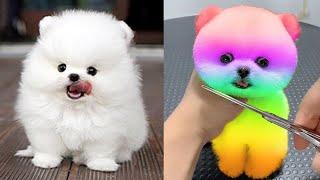 Cute Pomeranian Puppies Doing Funny Things #10  Cute and Funny Dogs