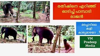 Pampadi Rajan മദപ്പാടിൽ രതീഷിനെ എറിഞ്ഞ് ഓടിച്ചപ്പോൾ#keralaelephant#vmpradeepmedia#nattanakatha