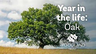 A year in the life of an oak tree  Woodland Trust