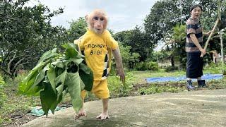 Bibi helps Mom harvest vegetables to cook for lunch