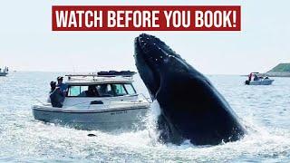 WHALE WATCH IN HAWAII 5 things you need to know before you go