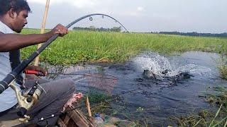 বিলে বড় গ্রার্স  কাপ ও রুই মাছ ধরা   Best Grass Carp & Rohu Fishing