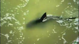 Video shows shark near the shore of South Padre Island shortly after attack