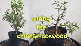 wiring chinese boxwood bonsai  hindi