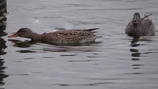 The quiet voice of the Gadwall