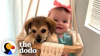 This Puppy And Baby Sister Are Perfectly In Sync With Everything They Do  The Dodo Soulmates