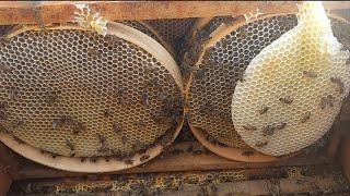 Bal akıyor şehirde  #arıcılık #bee #aricilik #beekeeper #beekeeper #honey #honeybee #arıçılıq