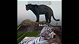 Black Jaguar VS White Tiger Same Size #shorts