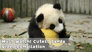 Must Watch 1  Cutest Panda Video Compilation  iPanda