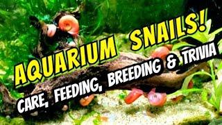 Ramshorn Snails Bladder Snails & Pond Snails Breeding Feeding Cleaning & Care for Pest Snails.