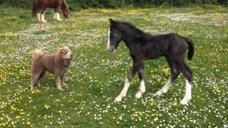 Foal playing with Shar pei Dog